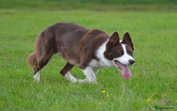 Border Collie dogs for stud: Red & white border collie Stud  - Image 2