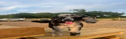 Miniature Poodle dogs for stud: PROVEN Miniature Merle Poodle 🩷🌸 - Advert 1