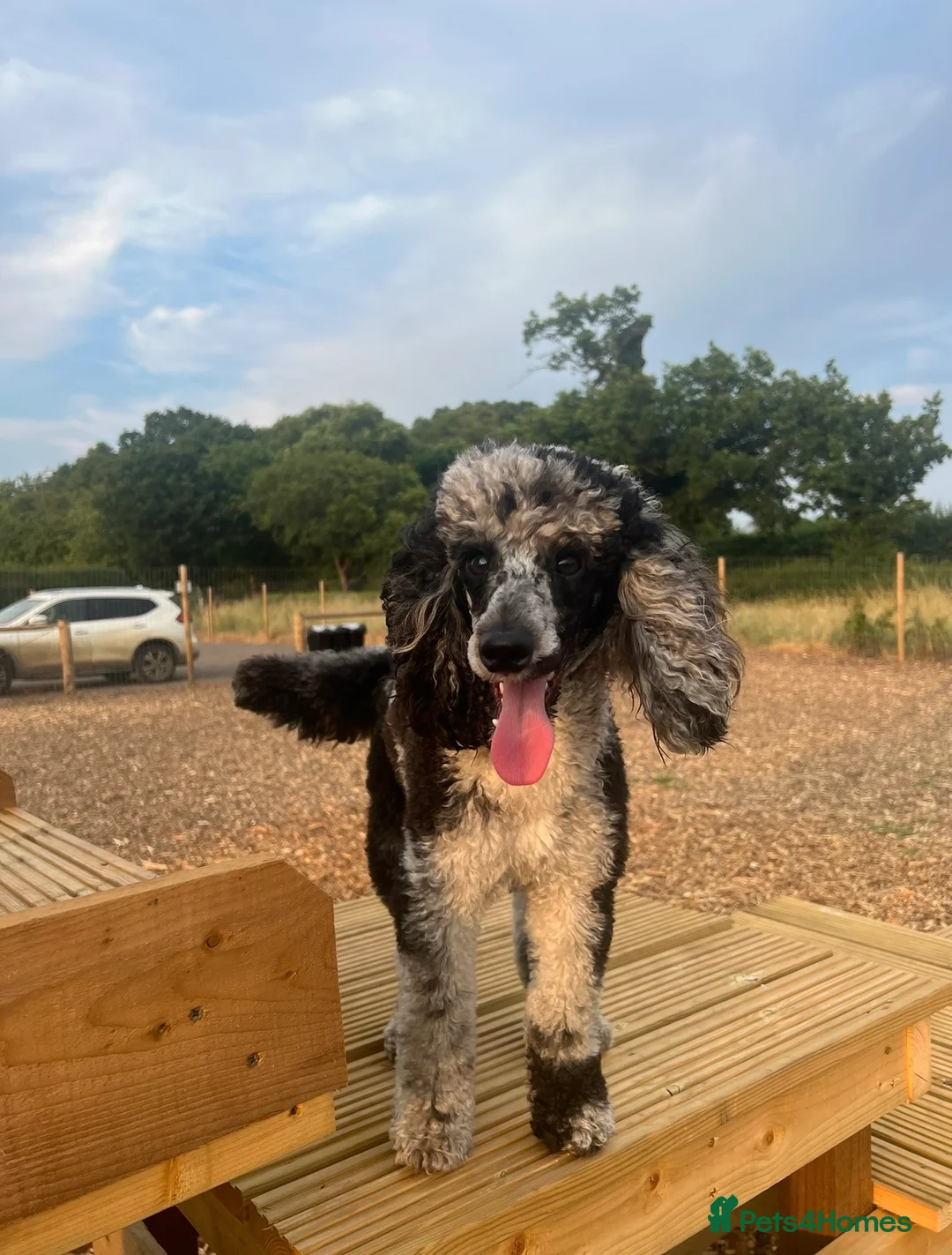 Miniature Poodle dogs for stud: PROVEN Miniature Merle Poodle 🩷🌸 - Advert 1