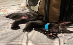 Mixed Breed cats for sale: Male black kitten - ready now - Image 13