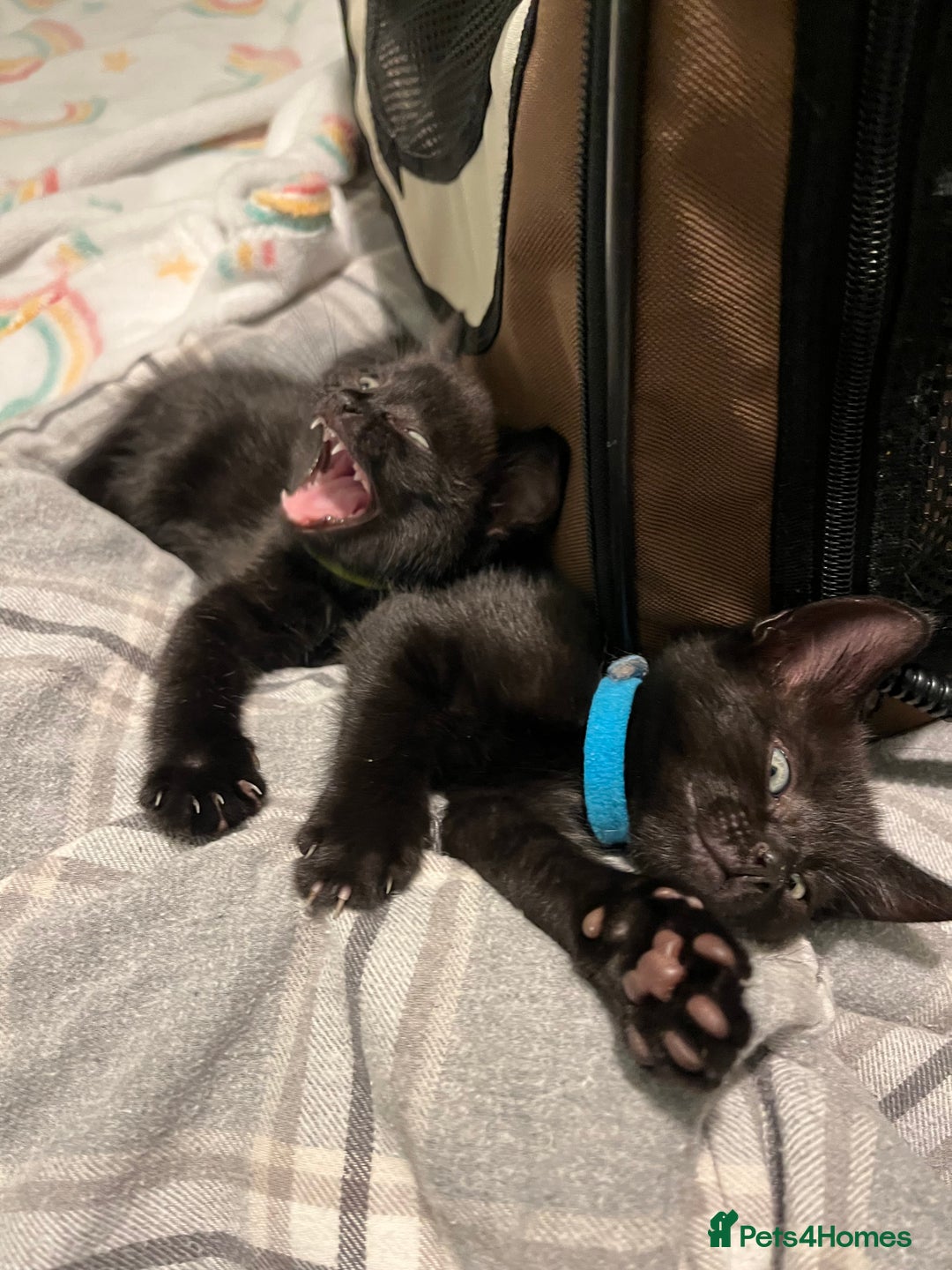 Mixed Breed cats for sale: Male black kitten - ready now - Image 13