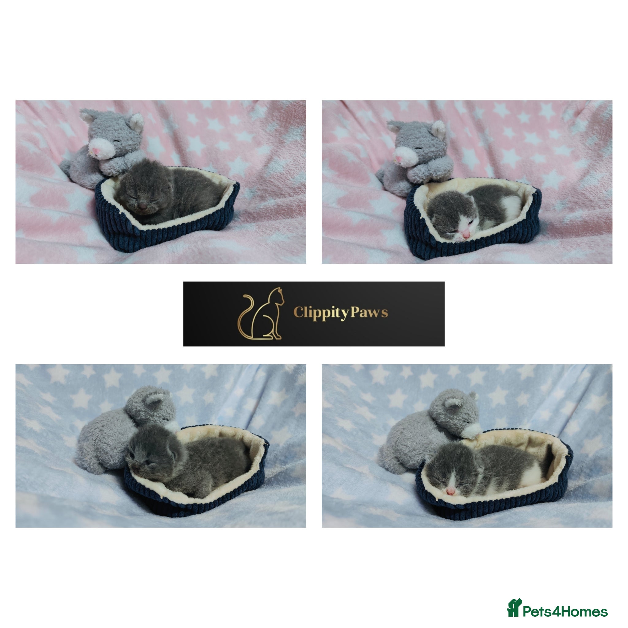 British Shorthair cats GCCF REGISTERED CHUNKY BRITISH SHORTHAIR KITTENS - Advert 2
