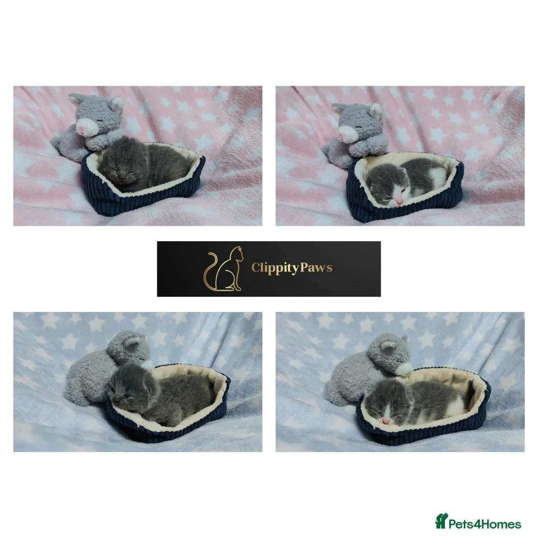 British Shorthair cats for sale: GCCF REGISTERED CHUNKY BRITISH SHORTHAIR KITTENS - Advert 1