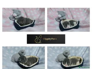 British Shorthair cats GCCF REGISTERED CHUNKY BRITISH SHORTHAIR KITTENS - Advert 1