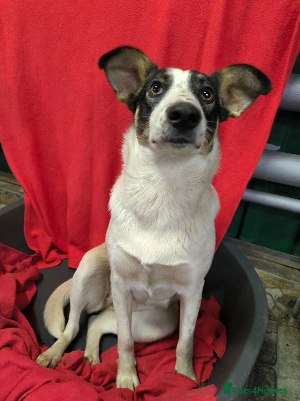 Mixed Breed dogs ❤️JULIA❤️ 1 yo medium very loving girl - Advert 1