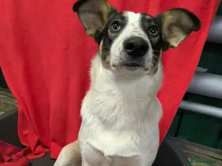 Mixed Breed dogs ❤️JULIA❤️ 1 yo medium very loving girl - Advert 15