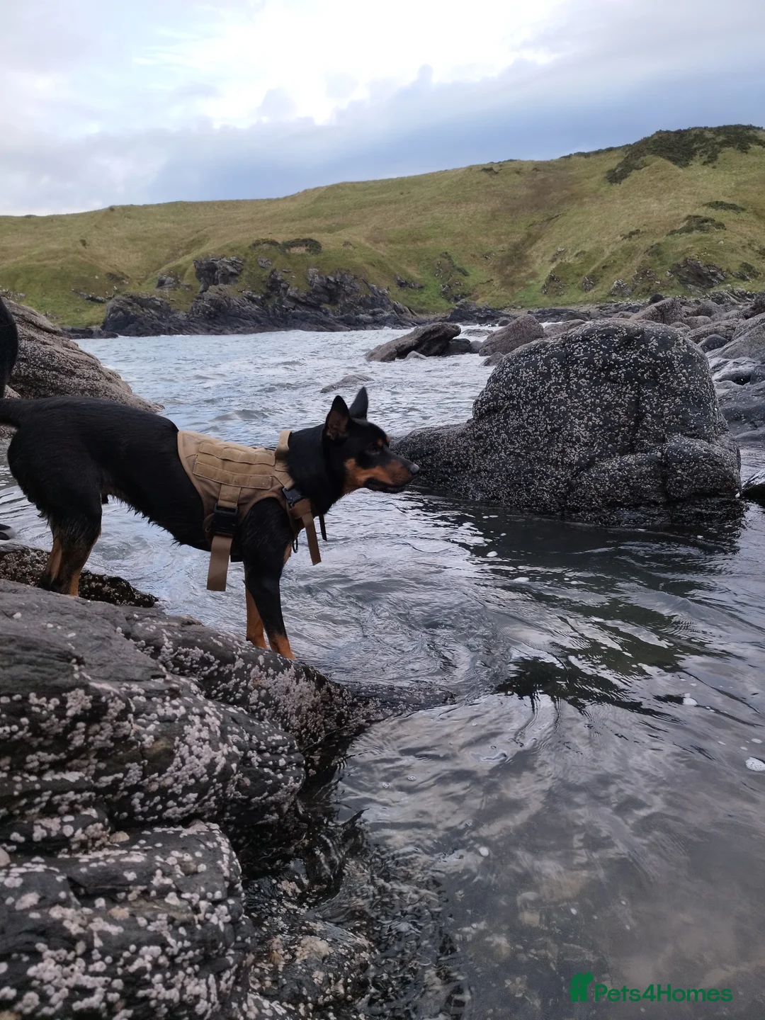 Australian Kelpie dogs for sale: Rehome Australian Kelpie  - Advert 2