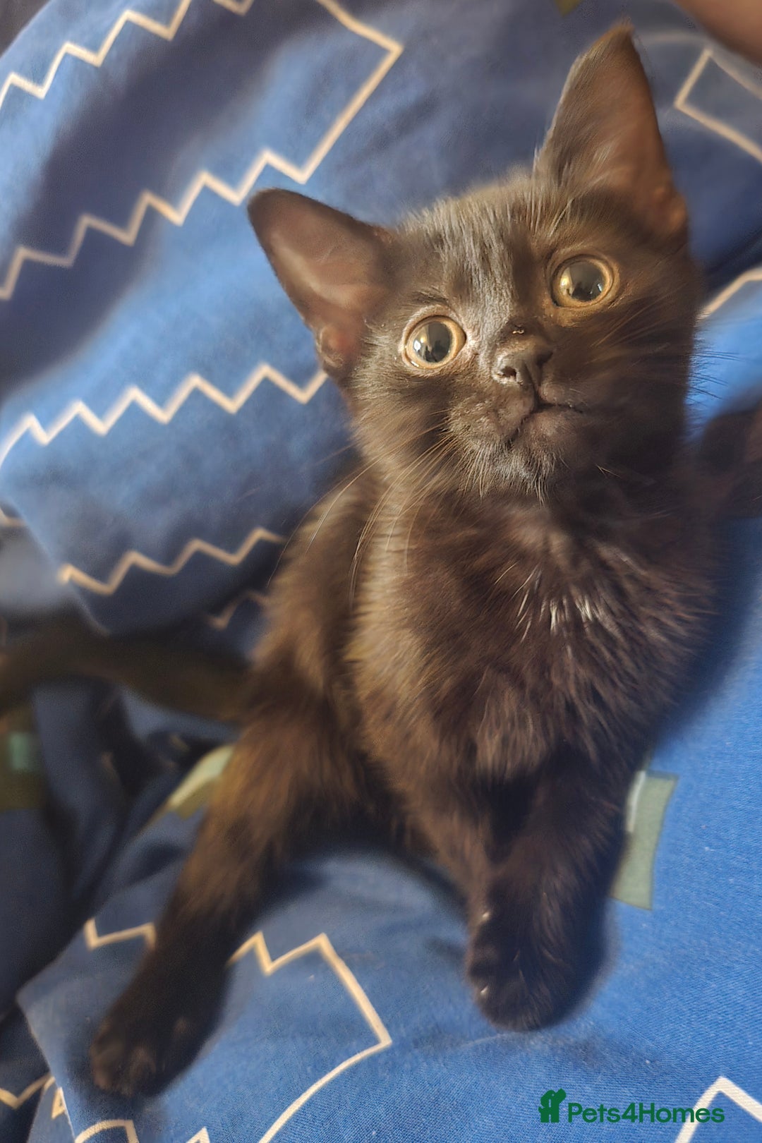 Mixed Breed cats for sale: Kittens  - Advert 3