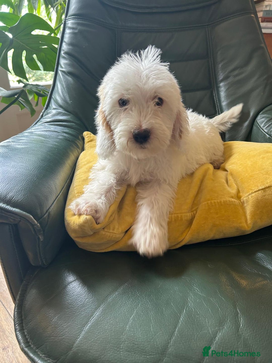 Cockapoo dogs for sale: Distinguished Cockapoo Puppies – Ready Today - Image 8