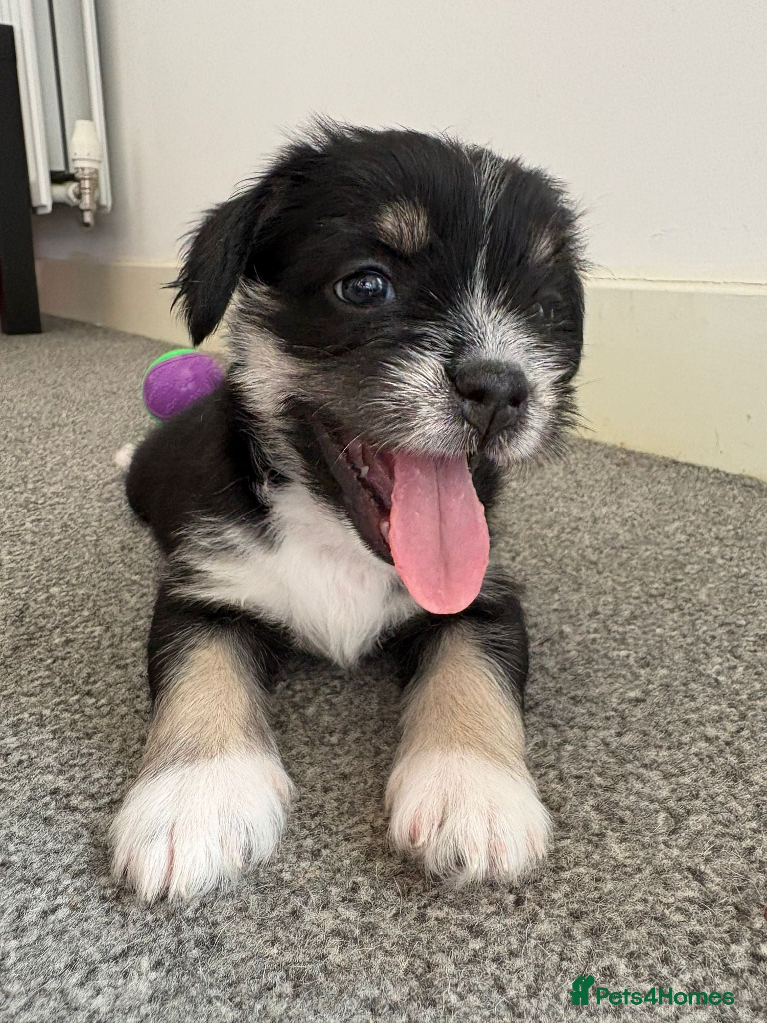 Mixed Breed dogs REDUCED** READY TO GO** - Advert 2
