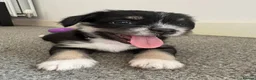 Mixed Breed dogs for sale: REDUCED** READY TO GO** - Advert 2