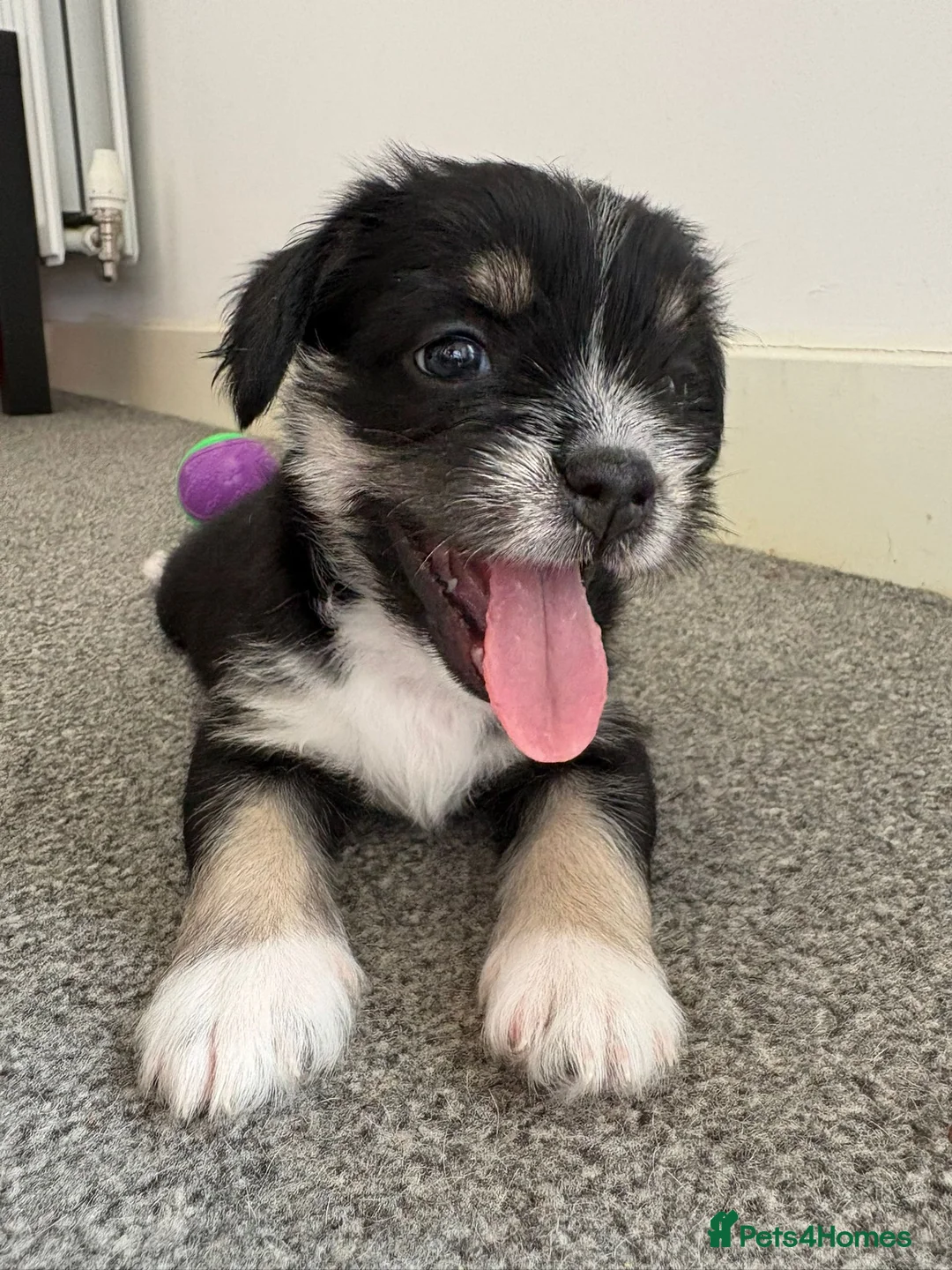 Mixed Breed dogs for sale: REDUCED** READY TO GO** - Advert 2