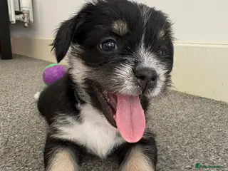 Mixed Breed dogs REDUCED** READY TO GO** - Advert 2