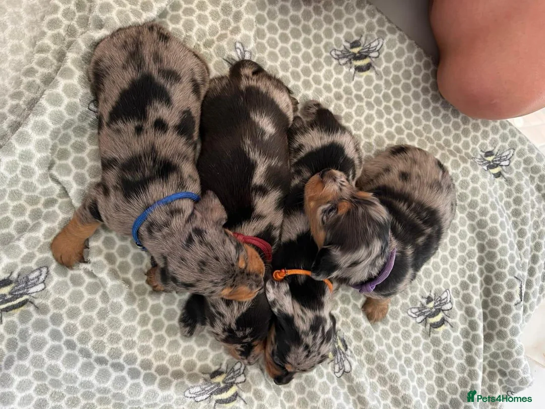 Miniature Dachshund dogs for sale: Each One Totally Unique! in Hartlepool - Advert 2
