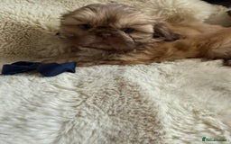 Shih Tzu dogs for sale: 4 imperial shih Tzu beautiful boys  - Image 18