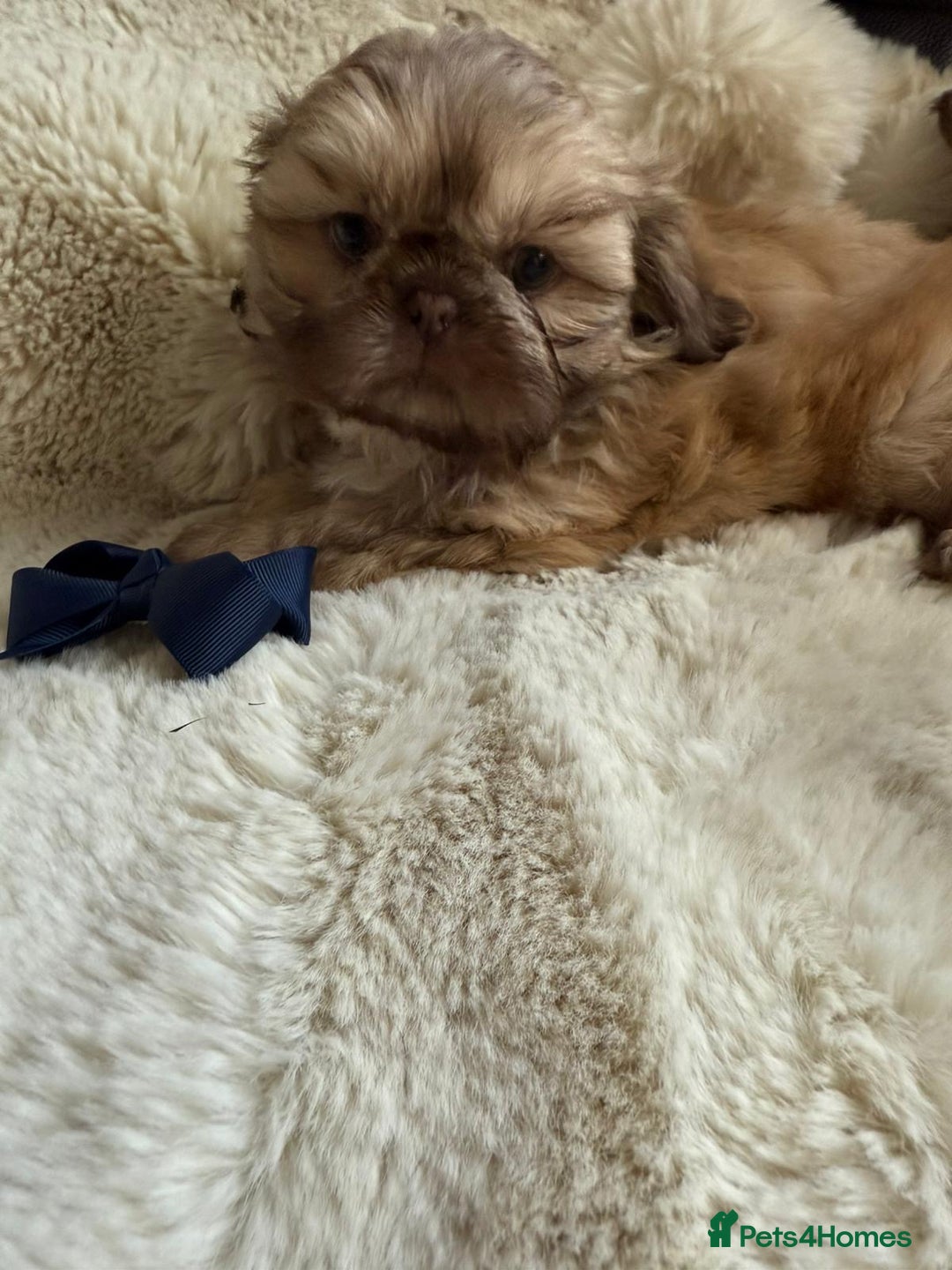 Shih Tzu dogs for sale: 4 imperial shih Tzu beautiful boys  - Image 18