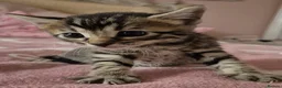 Mixed Breed cats for sale: Bengal x Russian Blue kittens - Advert 12