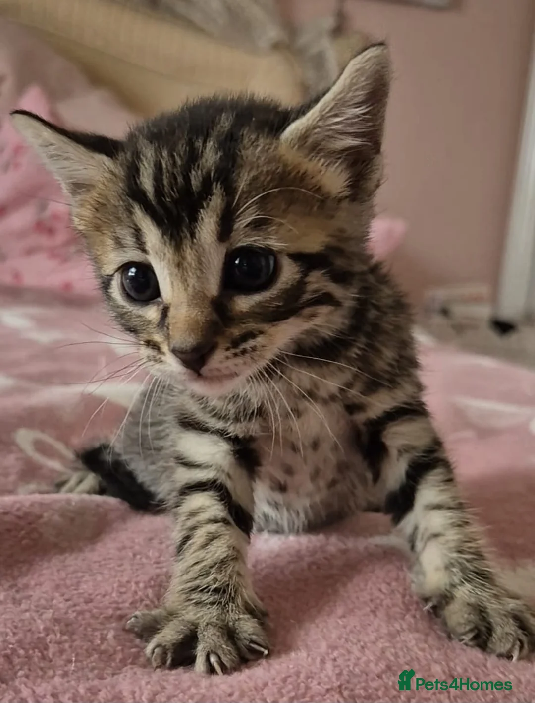 Mixed Breed cats for sale: Bengal x Russian Blue kittens - Advert 12
