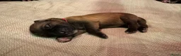 Mixed Breed dogs for sale: Tibetan Saint Puppies - 2nd Generation  - Advert 13