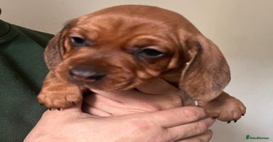 Dachshund dogs - Advert 7