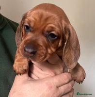 Dachshund dogs - Advert 9
