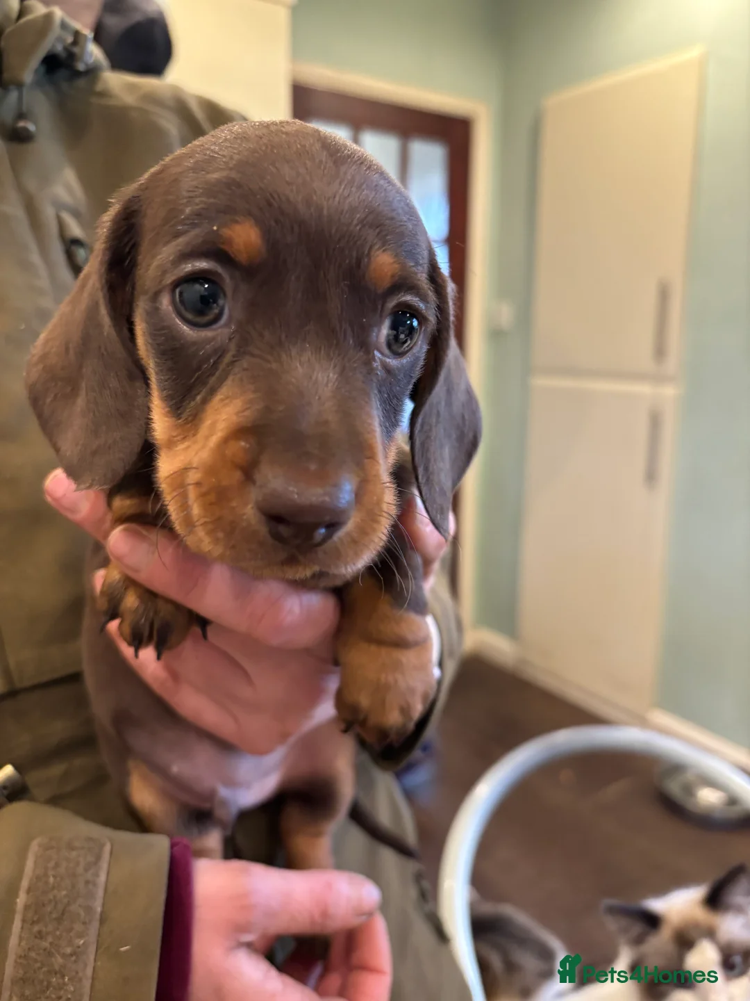 Dachshund dogs for sale: Dachshund puppies - Advert 8