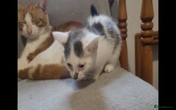 American Shorthair cats for sale: Lovely little kittens, lots of different colours! - Image 7