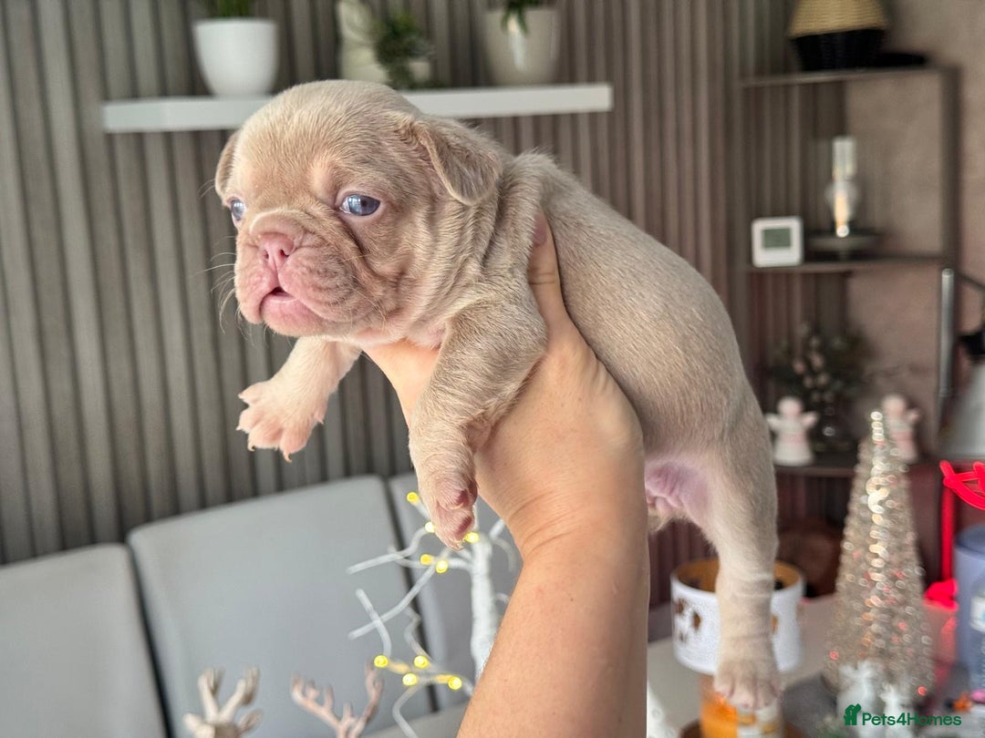 French Bulldog dogs for sale: Kc registered new shade french bulldog puppies  - Advert 8