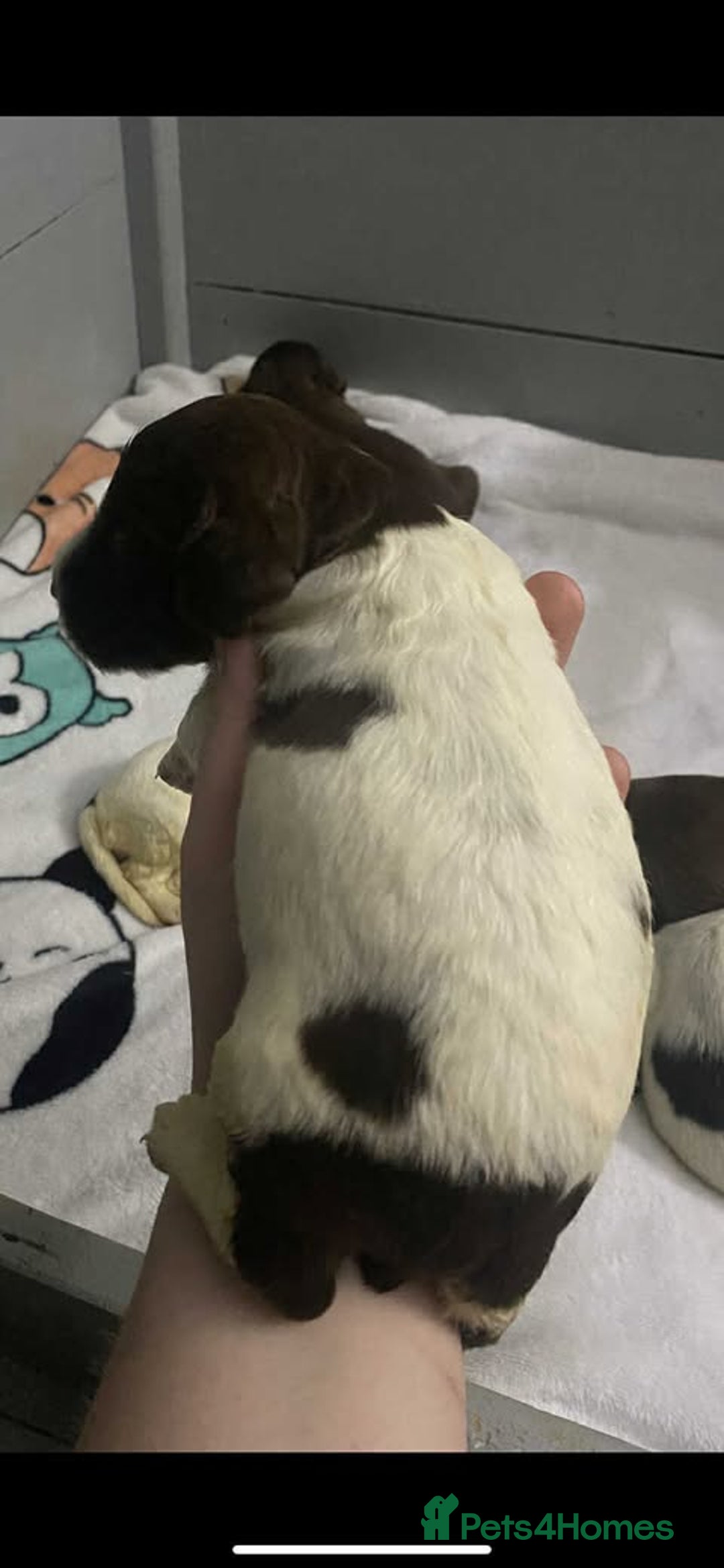 Sprocker dogs for sale: Beautiful Sprocker Puppies Ready 30th December - Advert 20