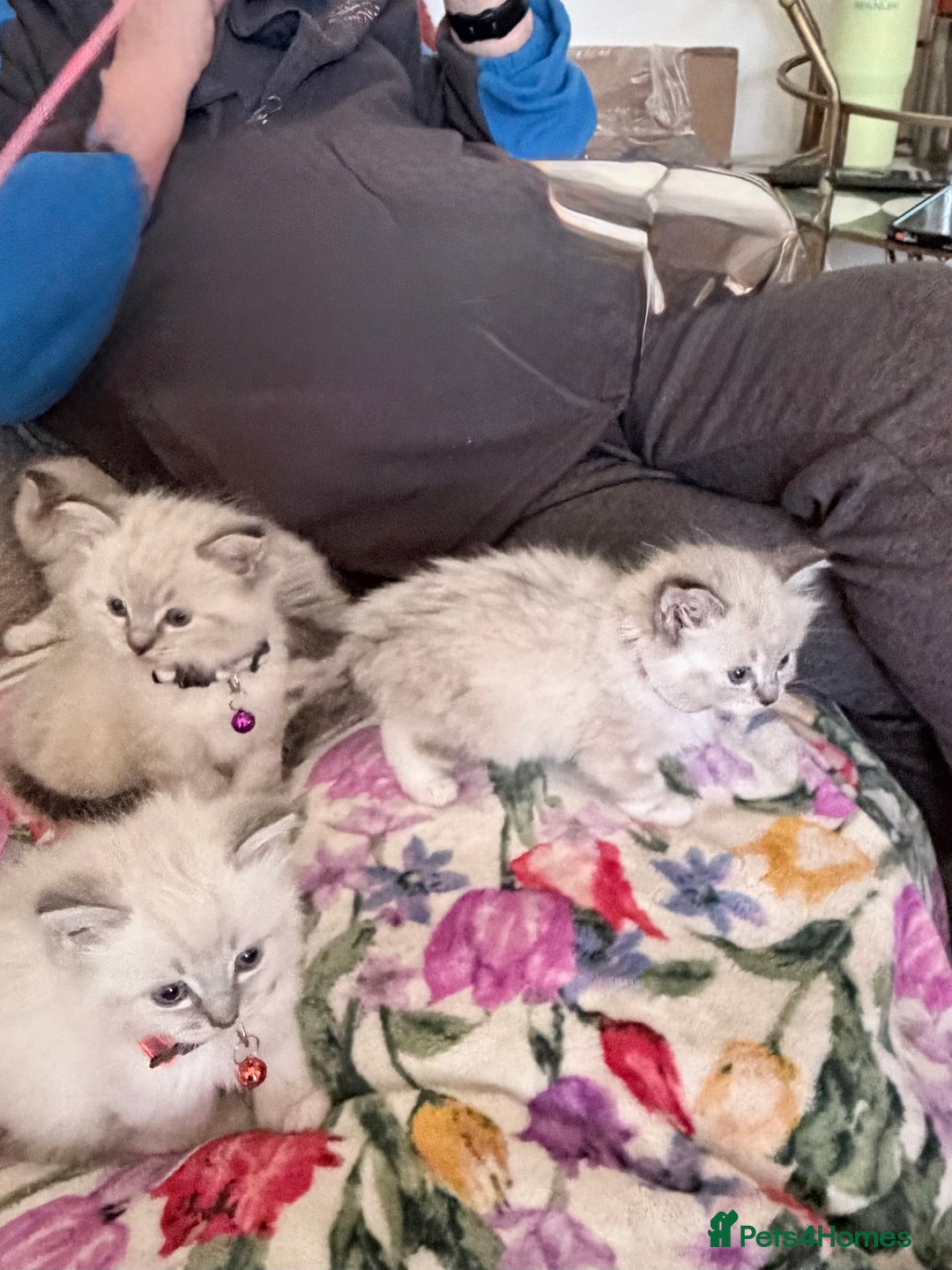 Ragdoll cats for sale: Special Ragdoll babies  - Advert 24