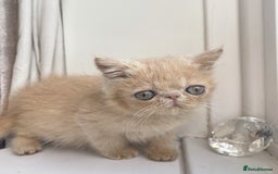 Exotic cats for sale: Supreme Quality Exotics - TICA reg - Image 6