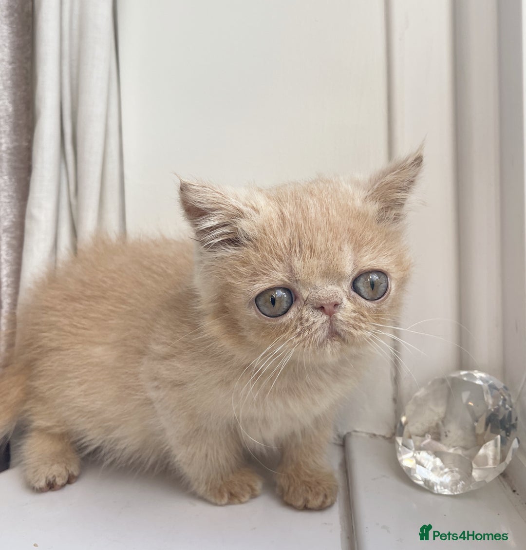 Exotic cats for sale: Supreme Quality Exotics - TICA reg - Image 6