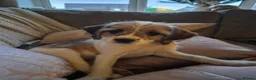Mixed Breed dogs for sale: Parson terrier x king Charles spaniel - Advert 2