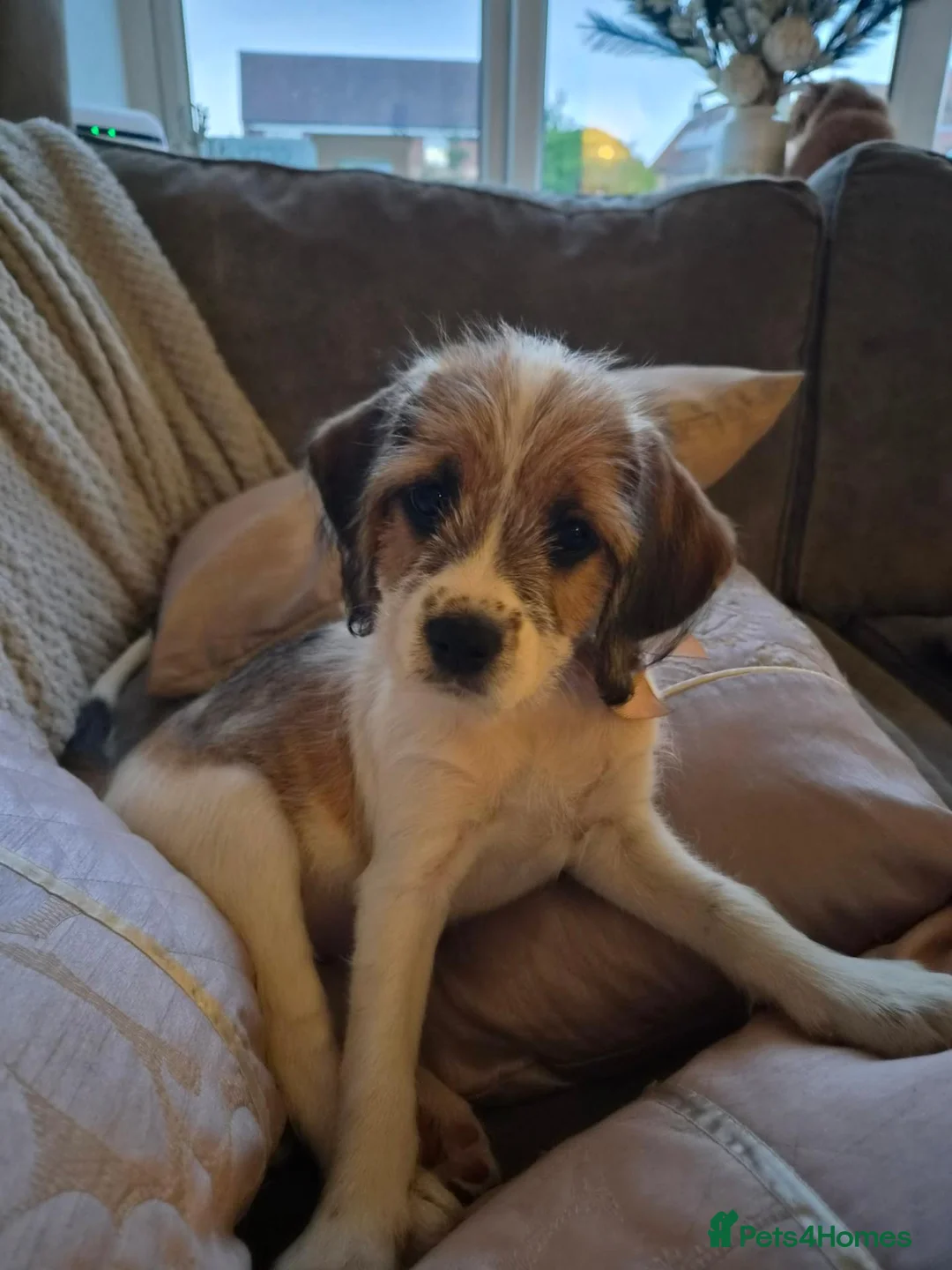 Mixed Breed dogs for sale: Parson terrier x king Charles spaniel - Advert 2