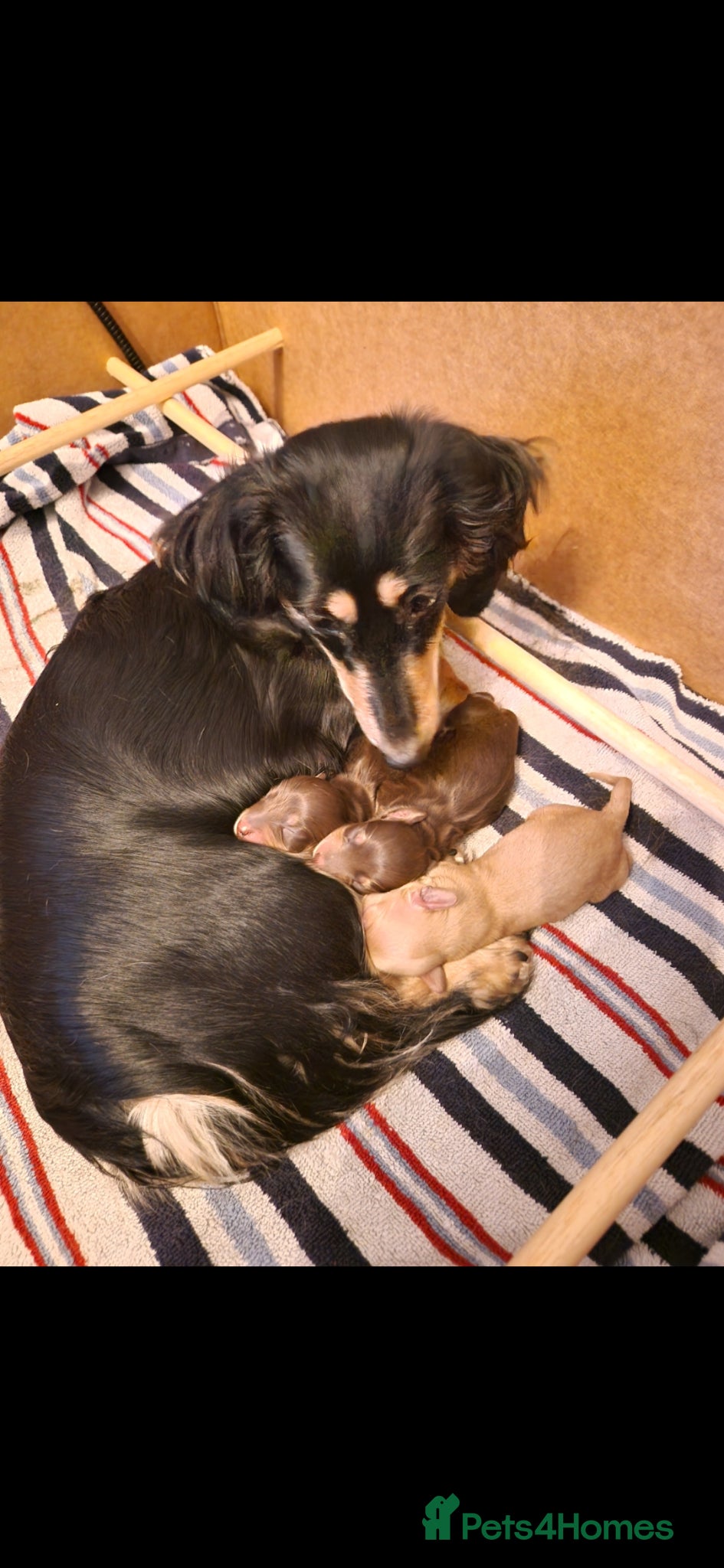 Dachshund dogs Beautiful mini long haired dachshund pups - Advert 3