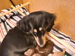 Dachshund dogs Beautiful mini long haired dachshund pups - Advert 3