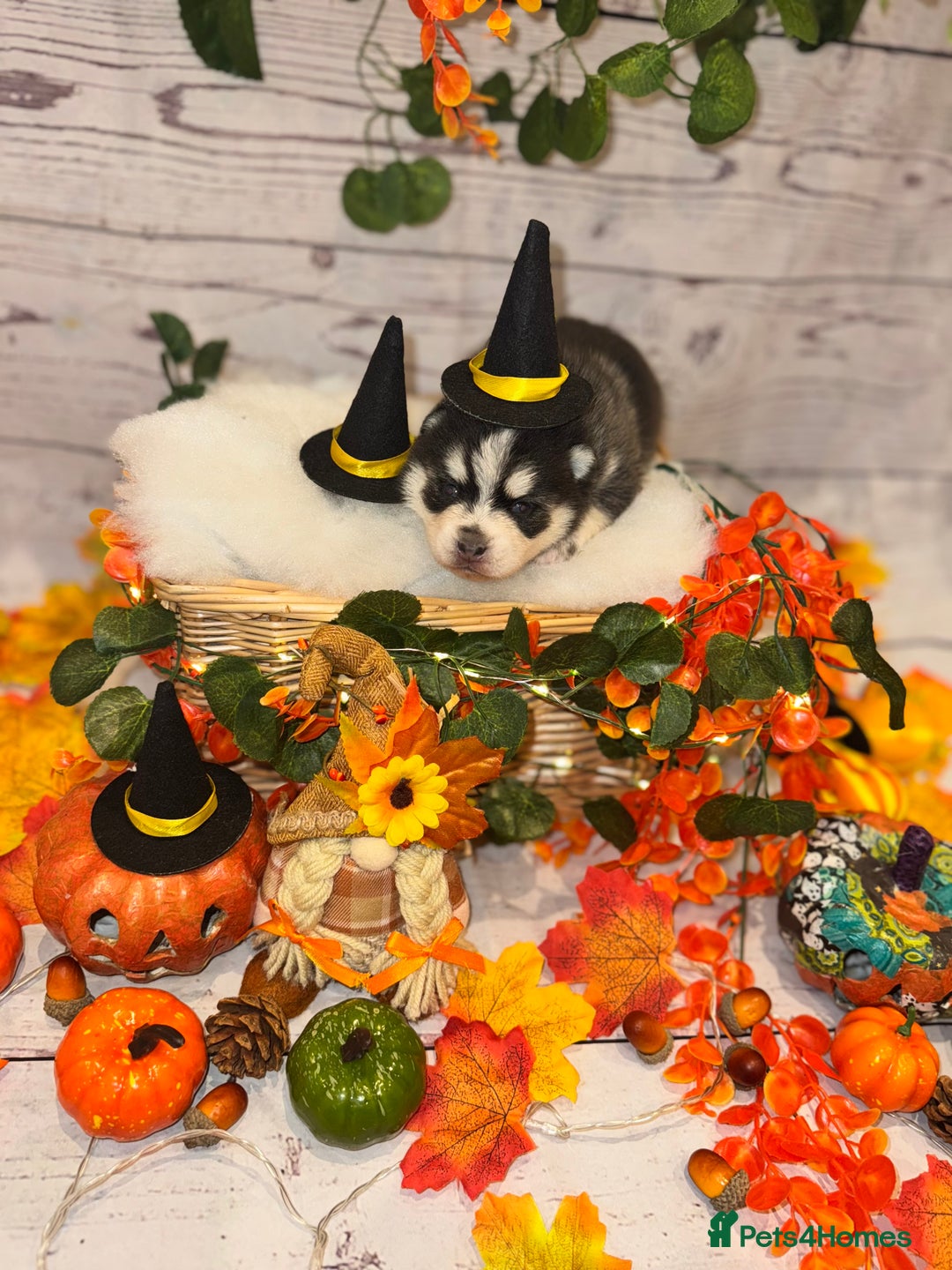 Pomsky dogs for sale: Lilac sired F2 masked Pomsky blue eyes  - Image 3