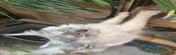 Maine Coon cats for sale: Exceptional Pedigree Maine Coon kittens available  in Worcester - Advert 26