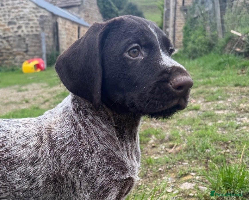 German Wirehaired Pointer dogs 1 male available  - Advert 2