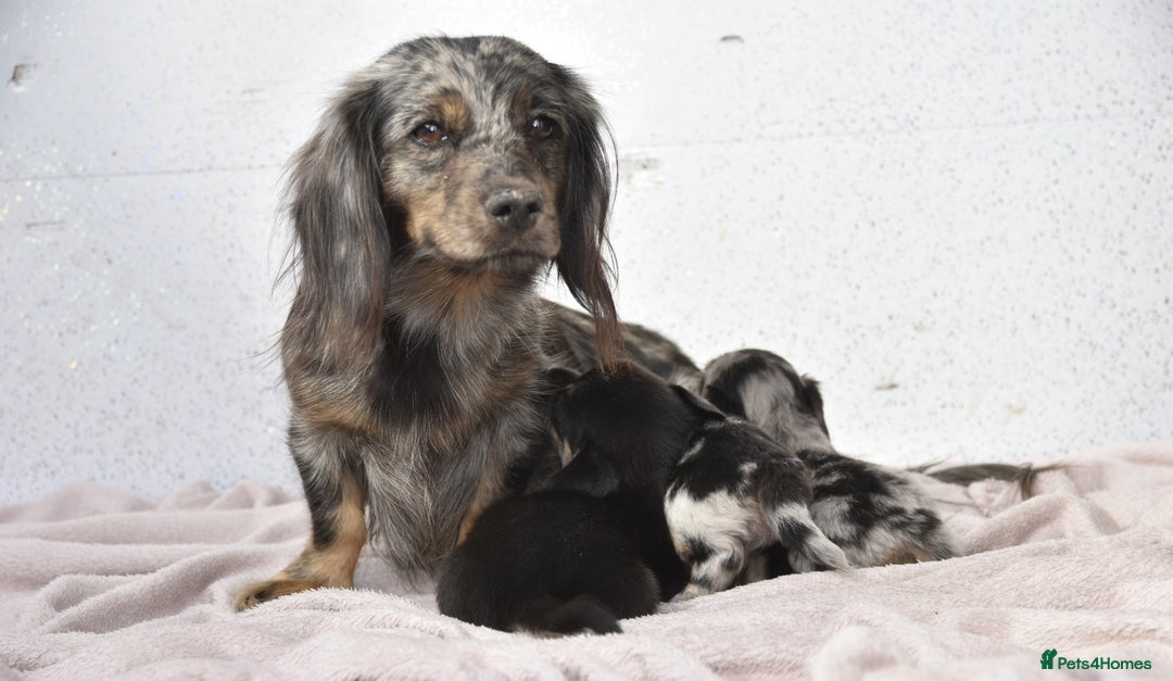 Dachshund dogs for sale: Cutest fluffy puppies - Image 3