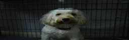 Cockapoo dogs for sale: Loving, gentle boy - Advert 2