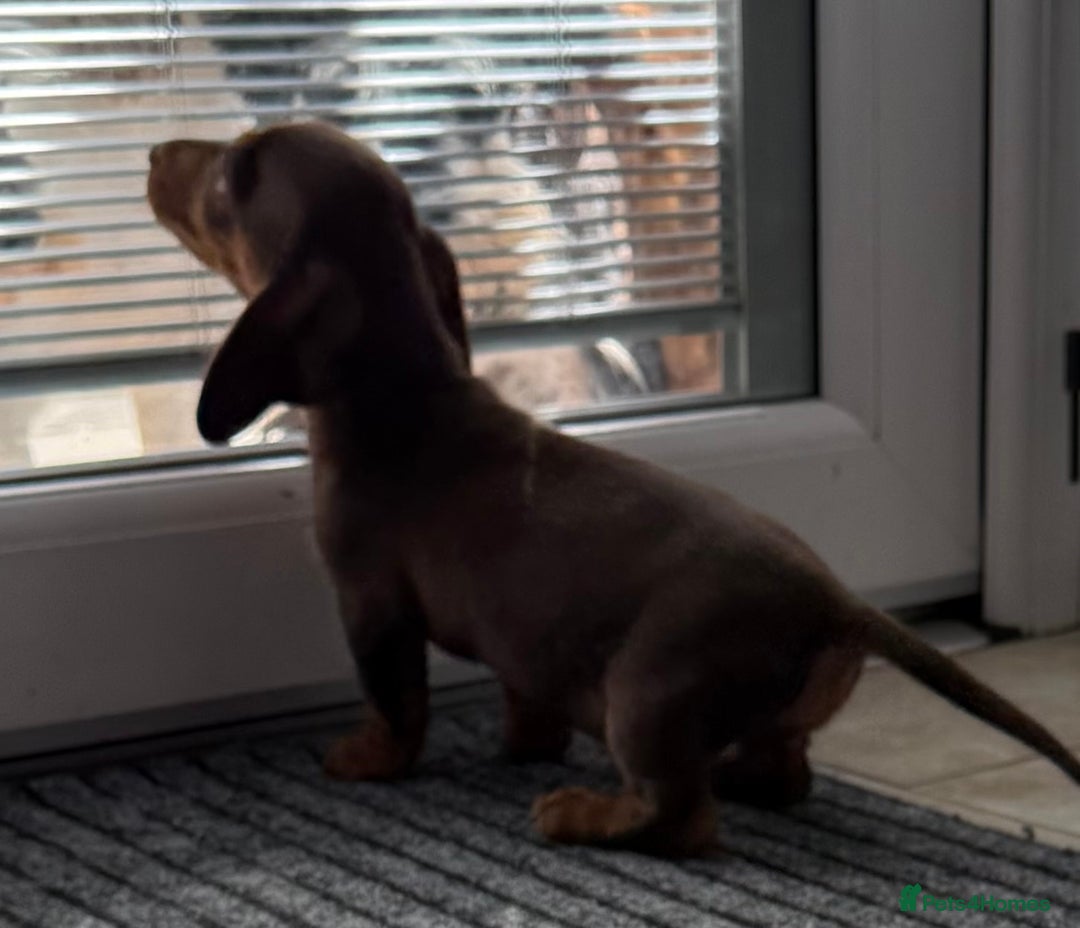 Miniature Dachshund dogs for sale: Beautiful miniature dachshunds ready now 🩷 - Image 14