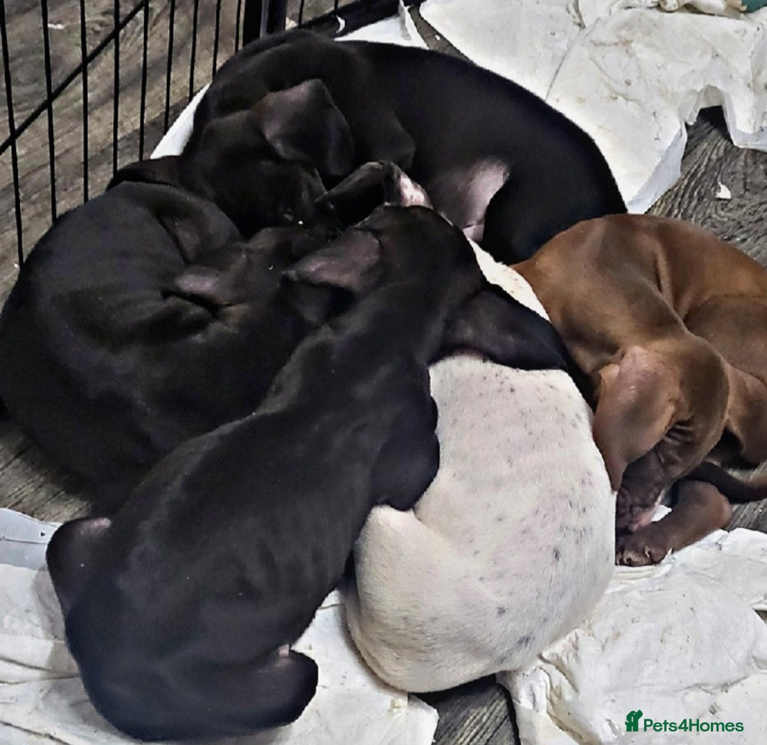 Mixed Breed dogs for sale: Beautiful mixed breed puppies - Image 17
