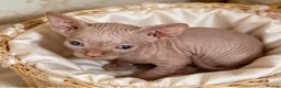 Sphynx cats for sale: STUNNING SPHYNX ELF/CANADIAN KITTENS - Advert 22