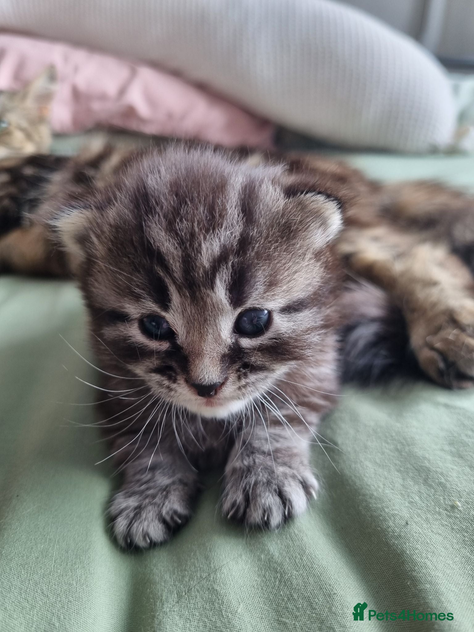 Mixed Breed cats Beautiful fluffy tabby X ragdoll boy - Advert 2