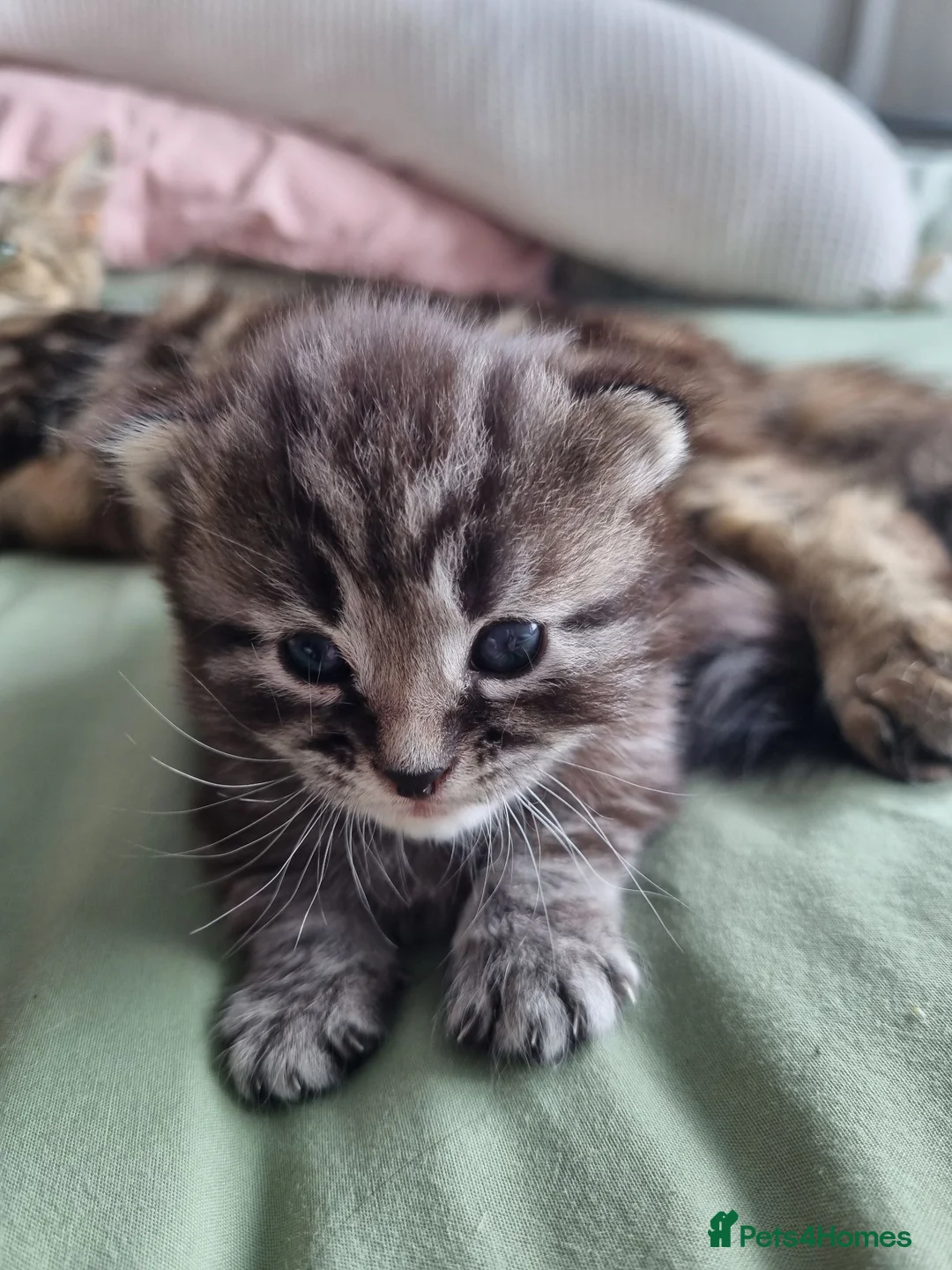 Mixed Breed cats for sale: Beautiful fluffy tabby X ragdoll boy - Advert 1