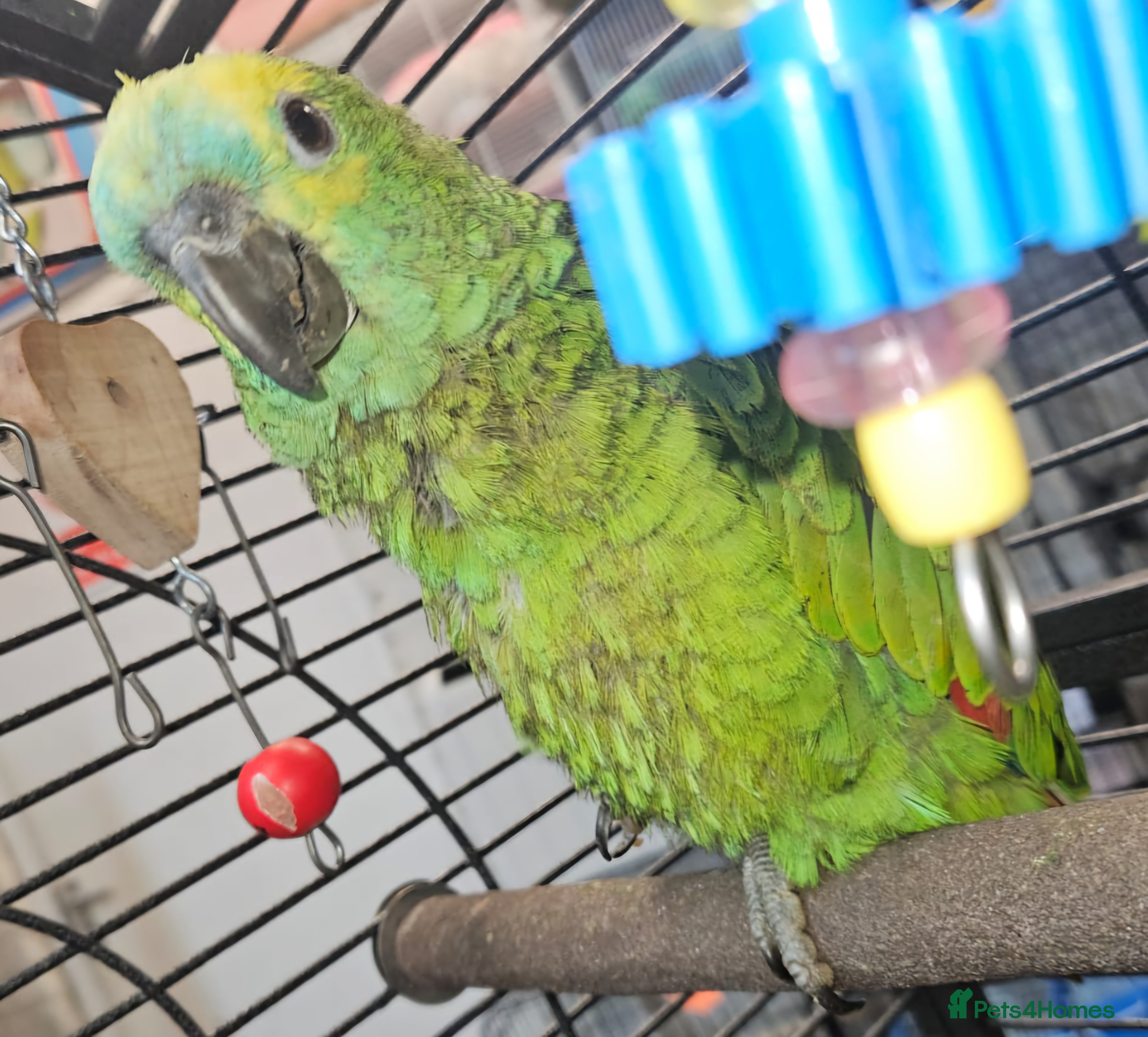 Parrots birds Stunning Parakeets/PARROTS - Advert 1