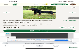 Rottweiler dogs for sale: 8 Beautiful, chunky Rottweiler pups  - Image 11
