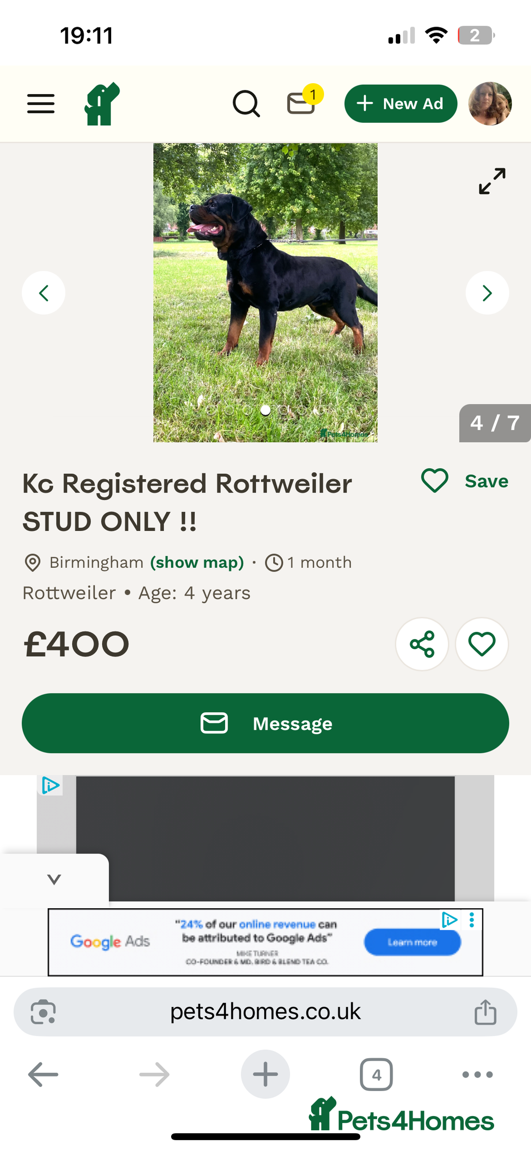Rottweiler dogs for sale: 8 Beautiful, chunky Rottweiler pups  - Image 11