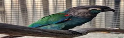 Conures birds for sale: Male pearly Conure - Advert 2
